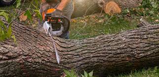 How Our Tree Care Process Works  in  Escobares, TX