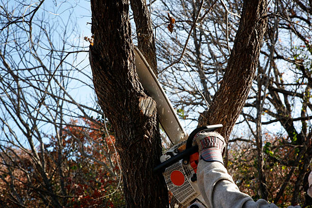 Best Stump Grinding and Removal  in Escobares, TX